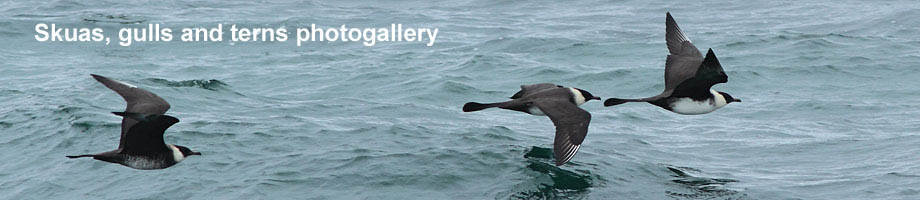 Skuas, gulls and terns photogalery Outer Hebrides